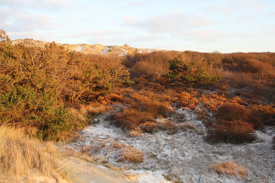 Écault forest and dunes