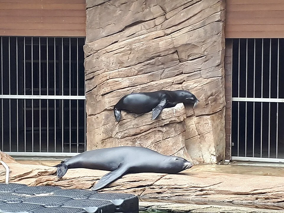 The sea lions at Nausicaá